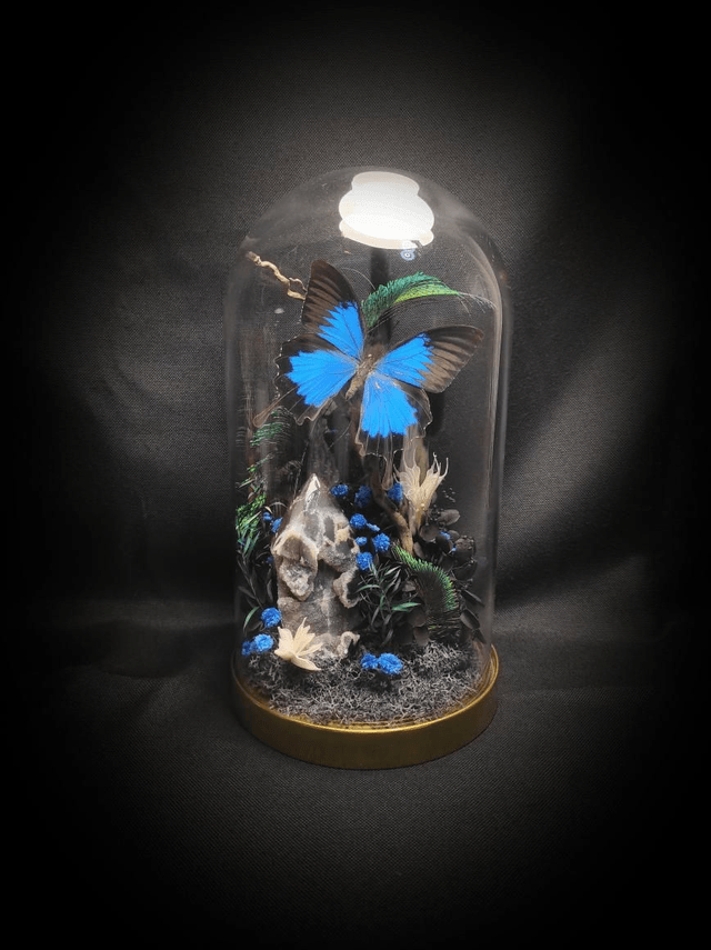 Diorama Papillon "Papilio Ulysses"
