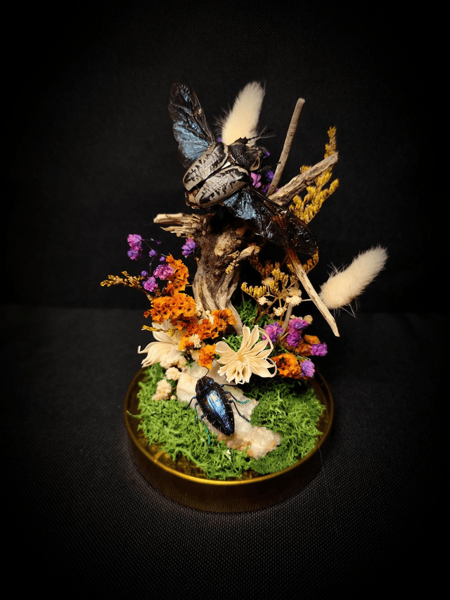 Diorama Duo d'Insectes Goliathus & Polybothris Sumptuosa