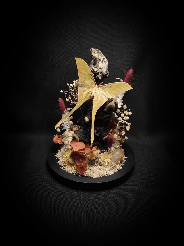 Diorama Papillon "Actias rhodopneuma"