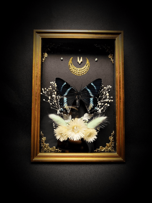 Cadre Vintage Papillon Alcides Orontes et dent de Renard