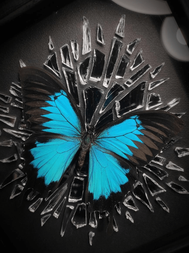 Cadre Miroir brisé "Papilio Ulysses" 
