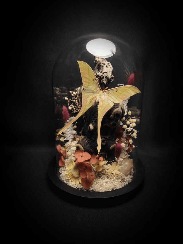 Diorama Papillon "Actias rhodopneuma"