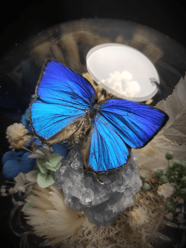 Diorama Papillon "Arhopala Araxes" & Célestine 