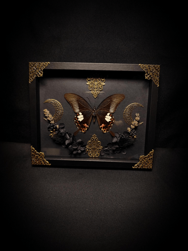 Cadre "Papilio Helenus"