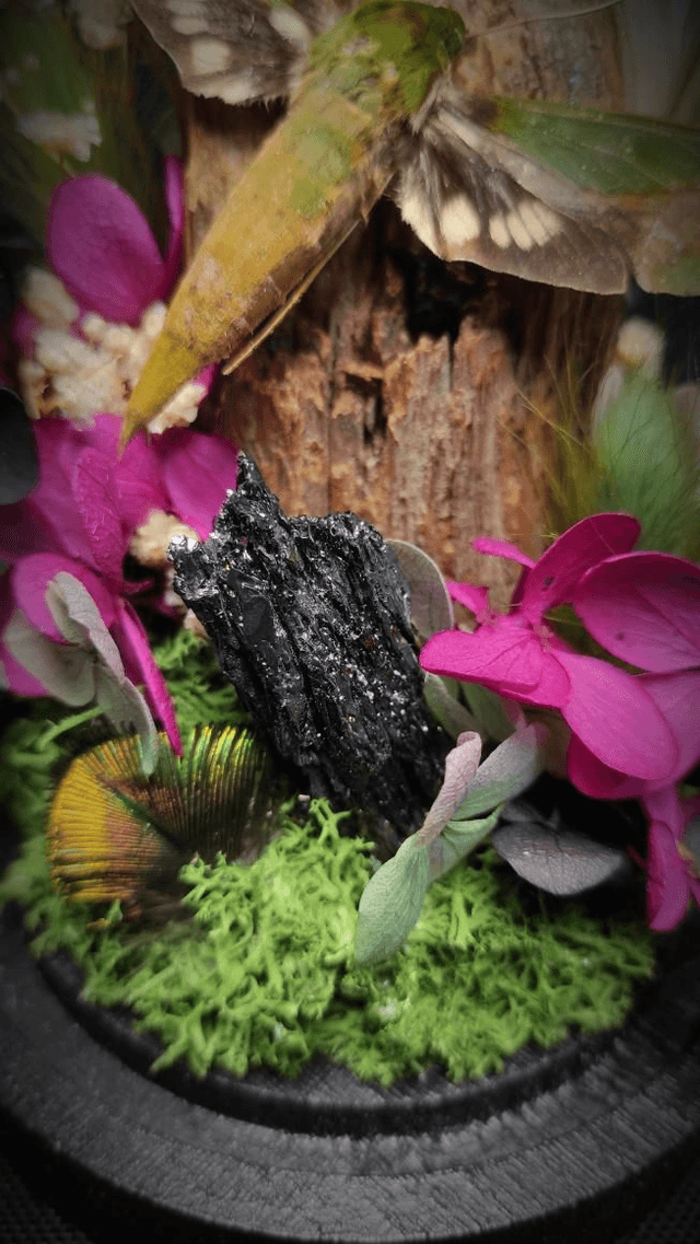 Diorama Papillon "Xylophanes chiron nechus" & 
Cristal de Carborundum