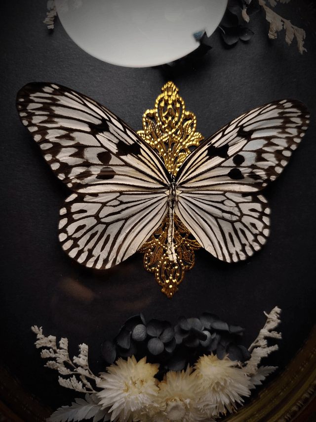 Cadre Vintage Papillon "Idea Idea"