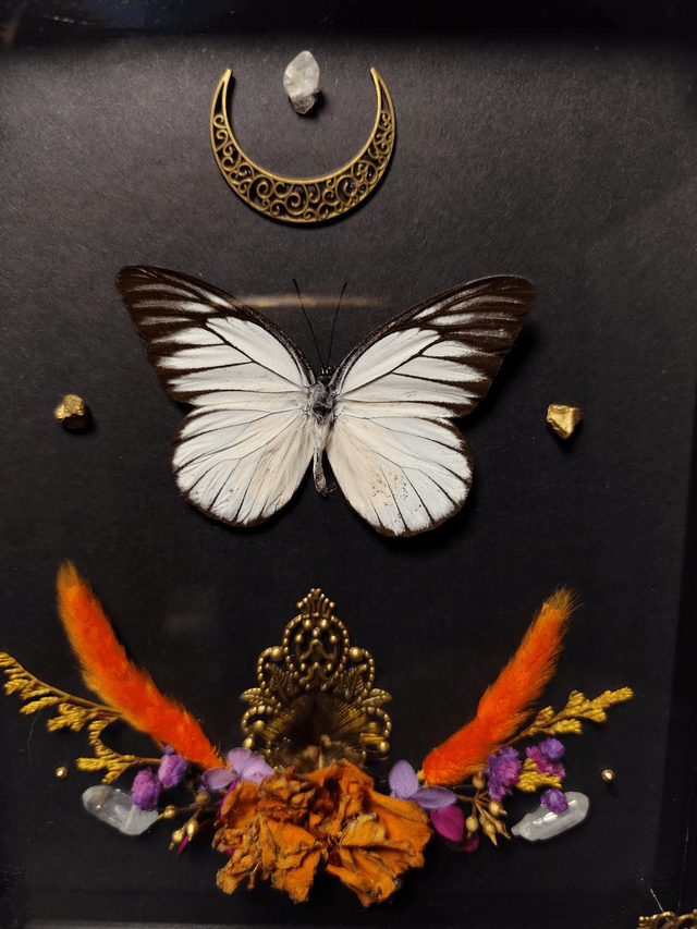 Cadre Papillon "Prioneris Philonome"
