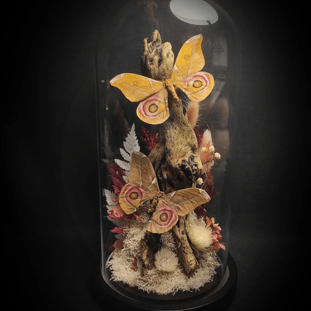 Diorama Papillons Couple d'Antherina suraka
