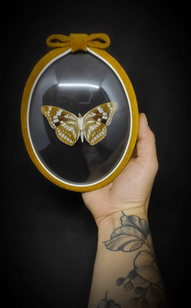 Cadre Vintage velours Papillon "Mimathyma Nycteis" 