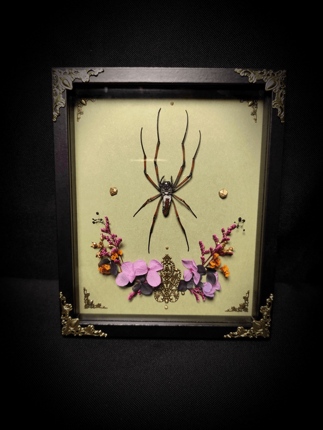 Cadre Araignée "Nephila Inaurata"