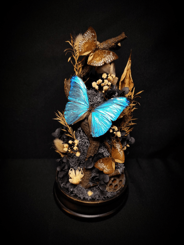 Diorama Trio de Papillons "Morpho Marcus" & "Tanaecia"

