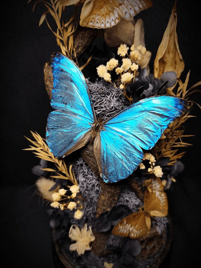 Diorama Trio de Papillons "Morpho Marcus" & "Tanaecia"

