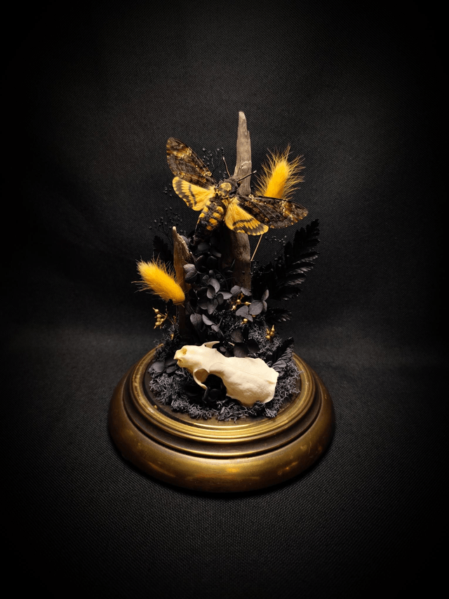 Diorama Papillon Sphinx Tête de Mort & Crâne de Vison 
