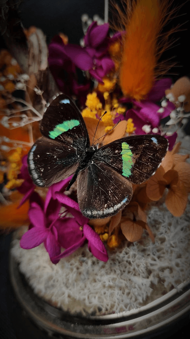Diorama Duo de Papillons "Urania Leilus" & "Perisama oppelii oppelii"