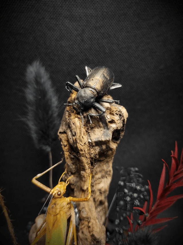 Diorama Duo d'insectes 