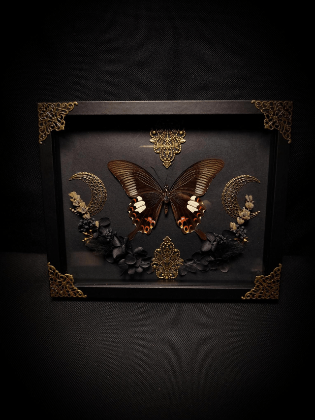 Cadre "Papilio Helenus"