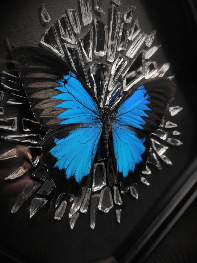Cadre Miroir brisé "Papilio Ulysses" 