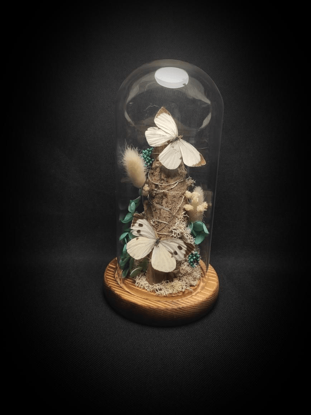 Diorama lumineux Papillons couple de "Pieris Brassicae"