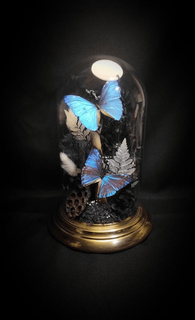 Diorama Duo de Morpho et le Buprestidae