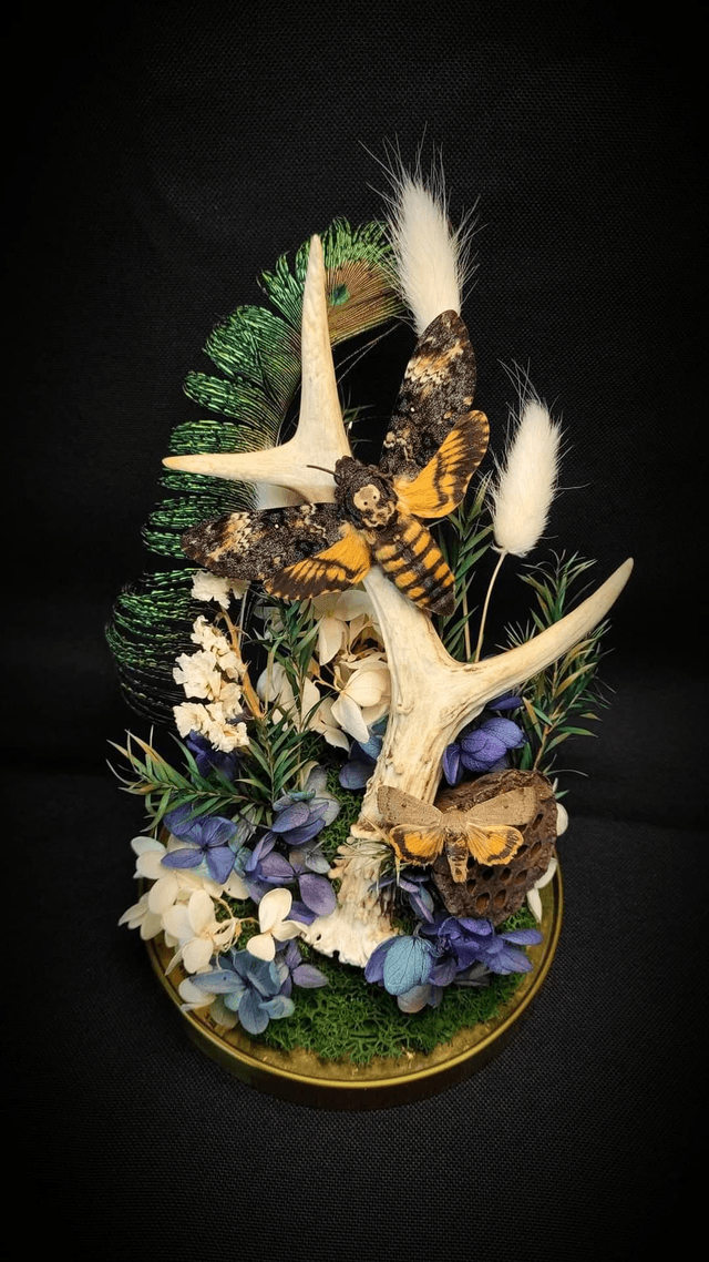 Diorama Papillons Sphinx tête de mort & Bois de Chevreuil 