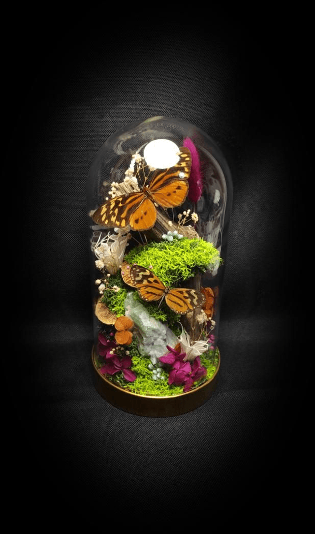Diorama Duo de Papillons & Fluorine 