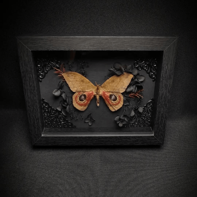 Cadre Papillon de nuit "Automeris Janus"
