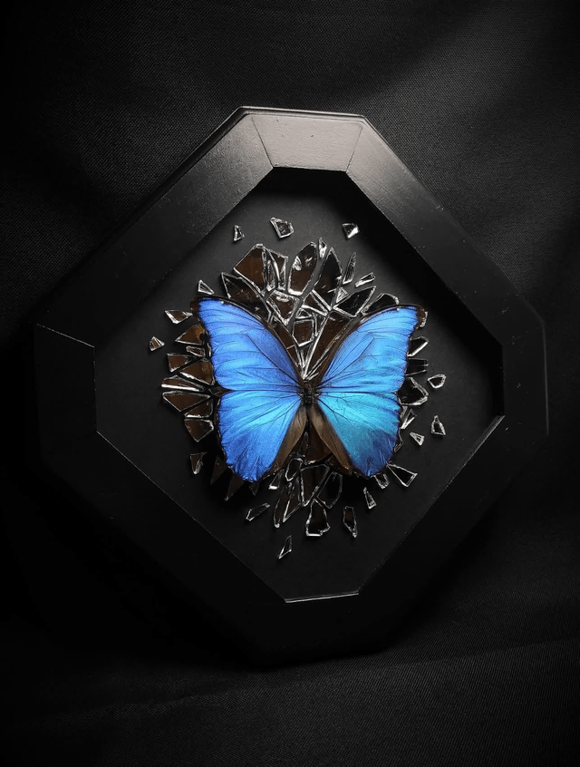 Cadre Miroir Brisé Papillon Morpho Godarti Assarpai