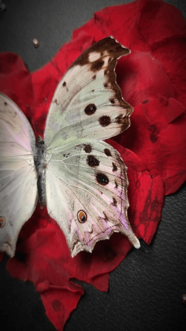 Cadre Papillon "Protogoniomorpha parhassus" 