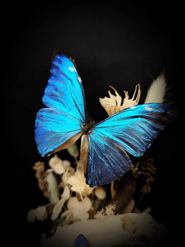 Diorama Duo de Papillons & Crâne de Renard 