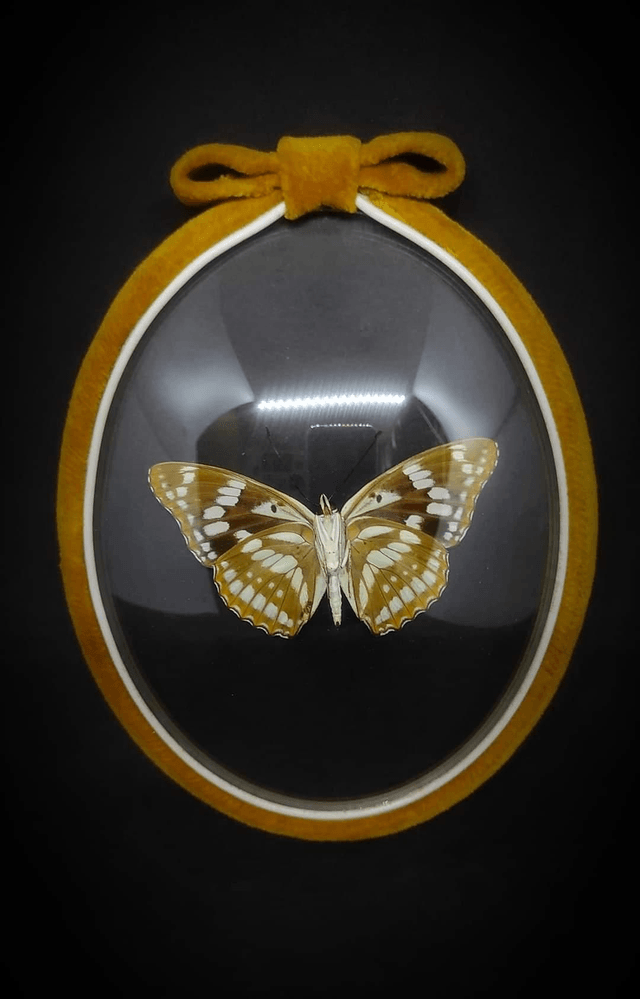 Cadre Vintage velours Papillon "Mimathyma Nycteis" 