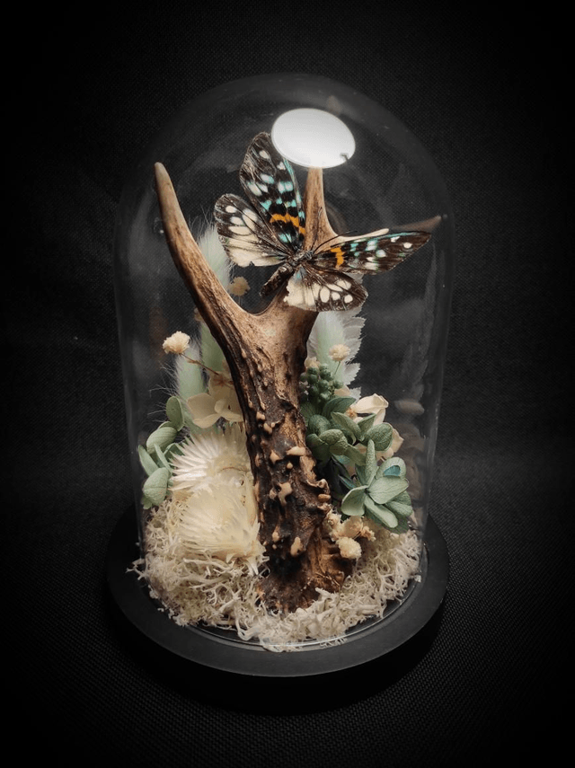 Diorama Papillon bois de Chevreuil 