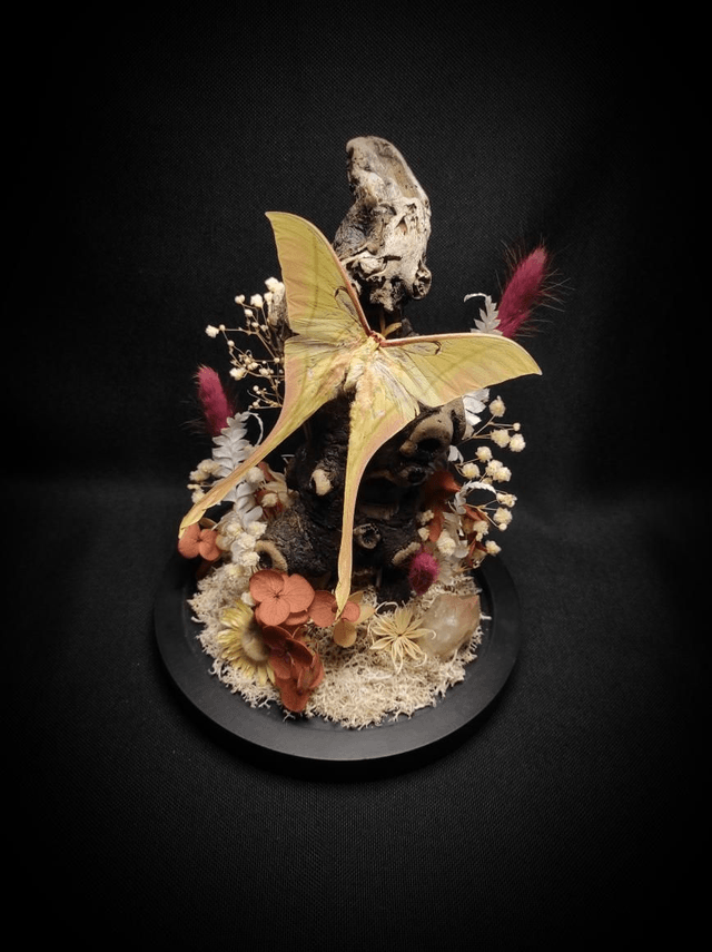 Diorama Papillon "Actias rhodopneuma"