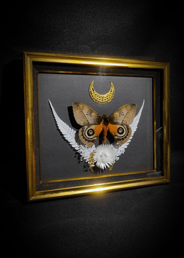 Cadre Vintage Papillons "Automeris Lara"