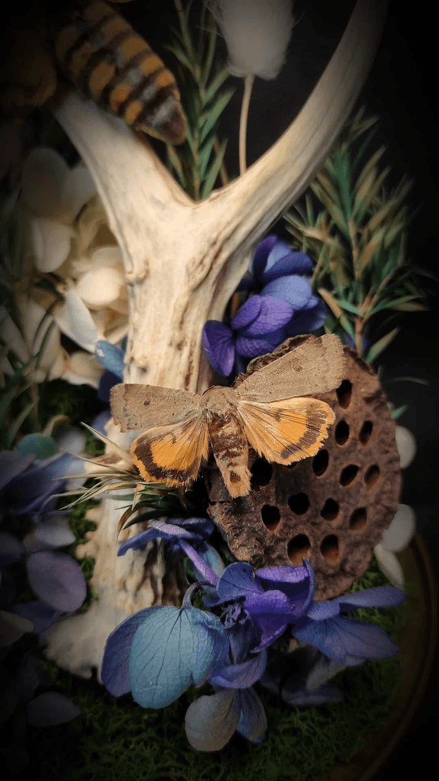 Diorama Papillons Sphinx tête de mort & Bois de Chevreuil 