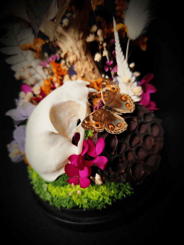 Diorama Duo de Papillons, Crâne de chat & Bois de Chevreuil 