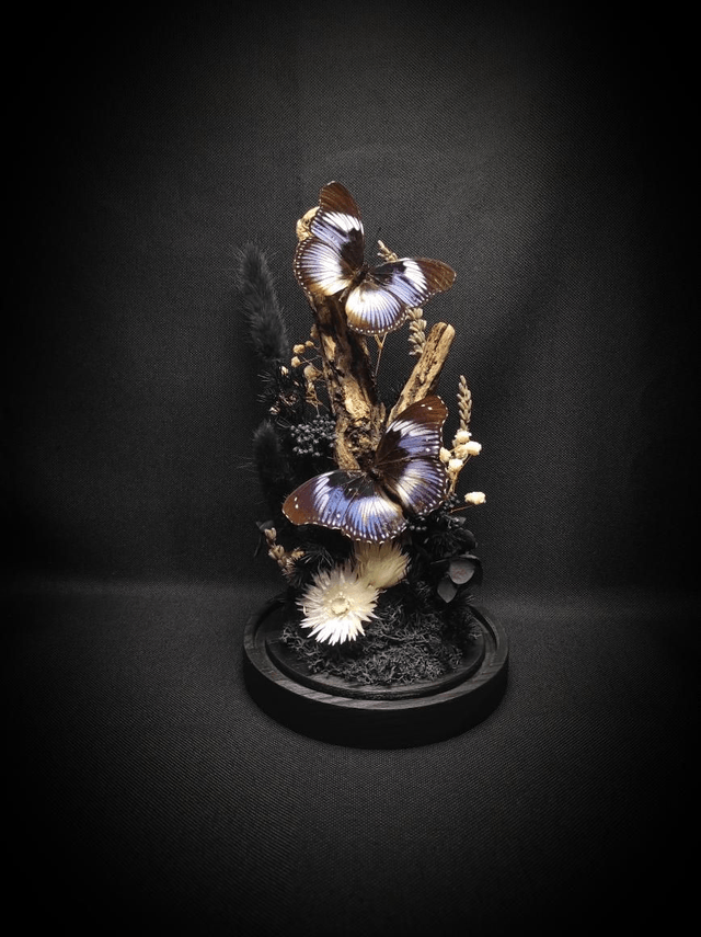 Diorama Duo d'Hypolimnas salmacis
