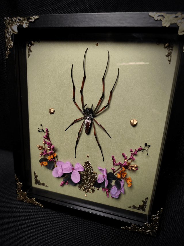 Cadre Araignée "Nephila Inaurata"