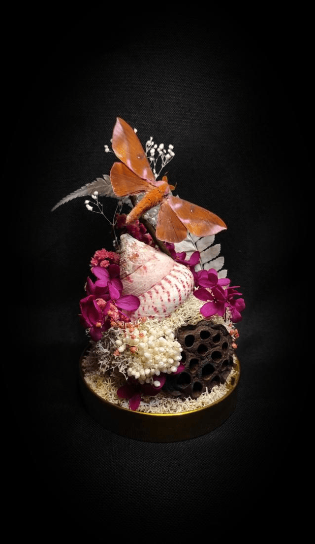 Diorama Papillon "Othorene Purpurascens"