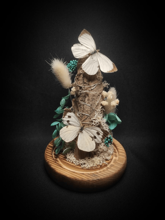 Diorama lumineux Papillons couple de "Pieris Brassicae"