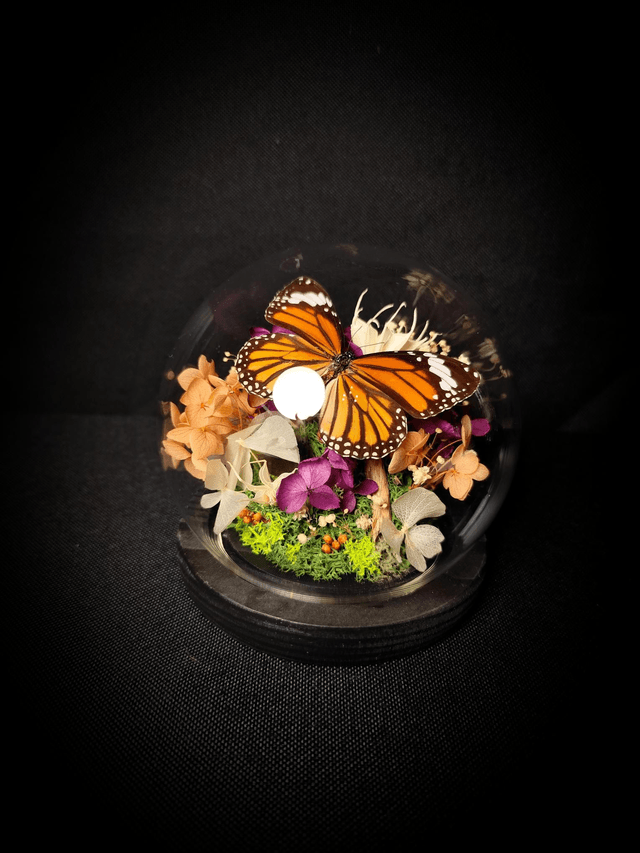 Diorama Papillon Monarque Indien