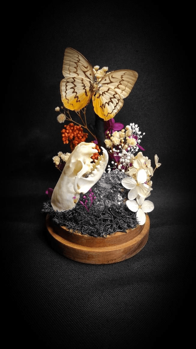 Diorama Papillon "Melanocyma faunula"

&
Crâne de Vison