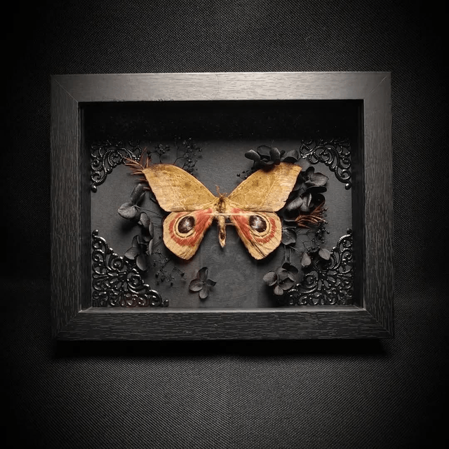 Cadre Papillon de nuit "Automeris Janus"