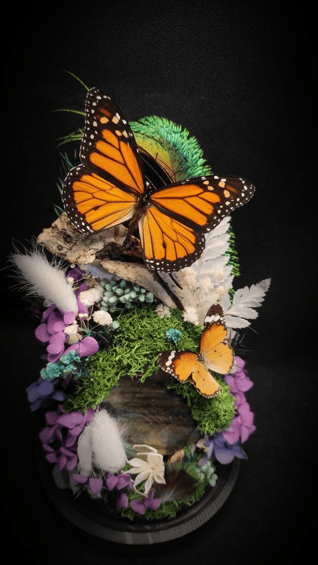 Diorama Duo de Papillons Danaus et Labradorite 