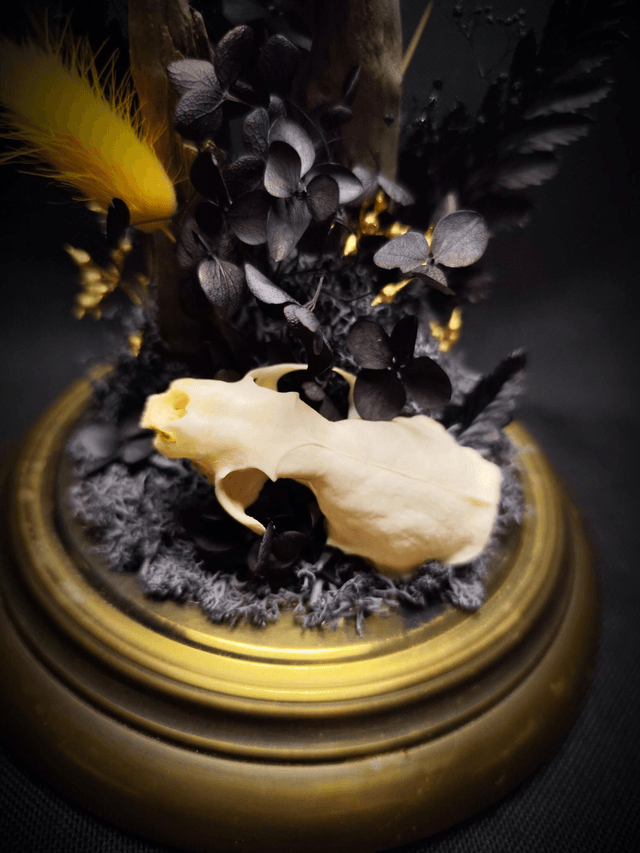 Diorama Papillon Sphinx Tête de Mort & Crâne de Vison 