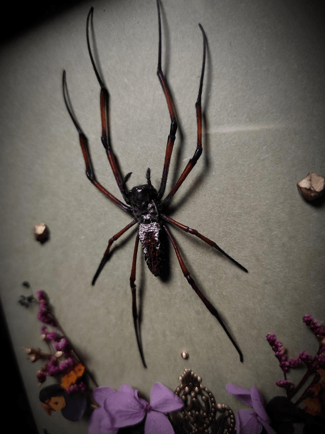 Cadre Araignée "Nephila Inaurata"