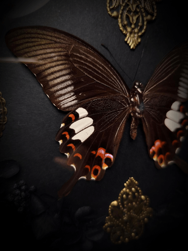 Cadre "Papilio Helenus"