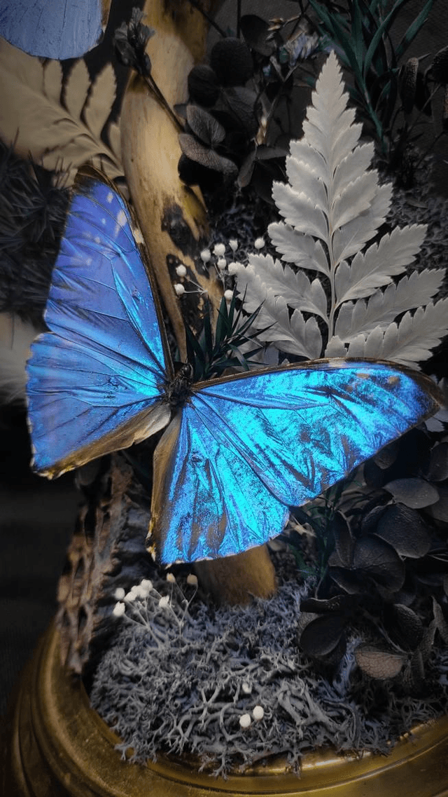 Diorama Duo de Morpho et le Buprestidae