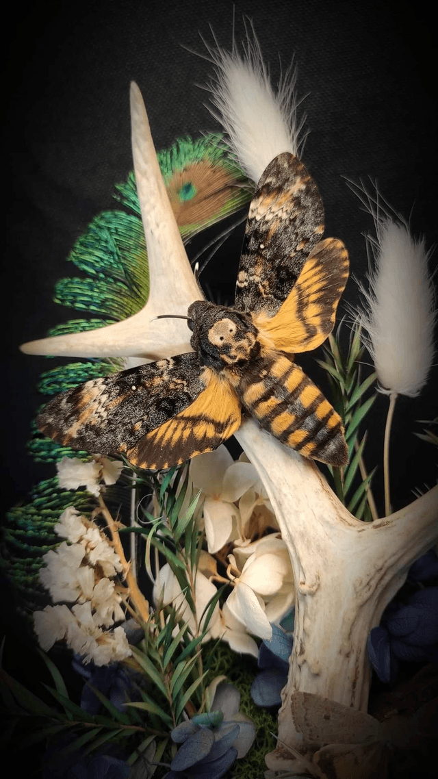 Diorama Papillons Sphinx tête de mort & Bois de Chevreuil 