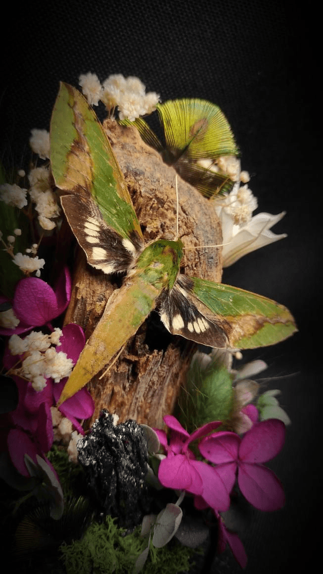 Diorama Papillon "Xylophanes chiron nechus" & 
Cristal de Carborundum