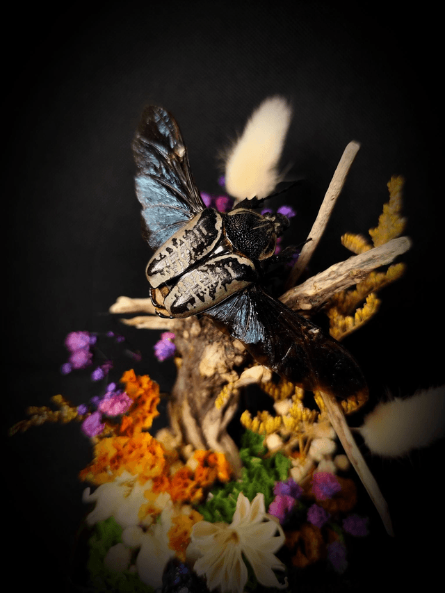 Diorama Duo d'Insectes Goliathus & Polybothris Sumptuosa